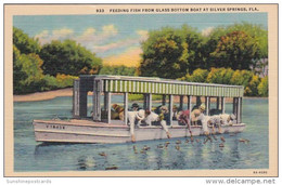 Florida Silver Springs Feeding Fish From Glass Bottom Boat Curteich - Silver Springs