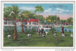 Florida Silver Springs Scene Along River 1940 - Silver Springs