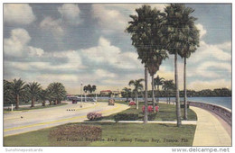 Florida Tampa Bayshoe Boulevard Along Tampa Bay Curteich - Tampa