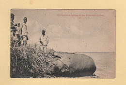 Soudan - Sudan - Hippopotamus Hunting On The White Nile - Sudan