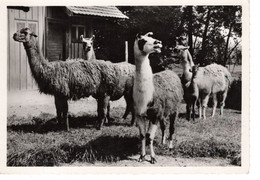 Lama Du Zoo De Mulhouse - Zonder Classificatie