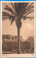 JUDAICA PALESTINE / ISRAEL RARE POSTCARD PALM TREE #6 HEFNER ַ& BERGER CRACOW 1935' - Palestine