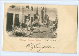 U5489/ Las Palmas Camels  Canary Island  Spanien AK 1901 - Unclassified