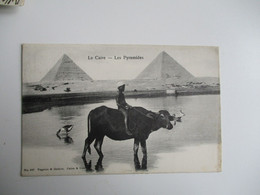 1908 Enfant Sur Boeuf Les Pyramides Le Caire - Caïro