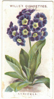 CHROMO WILLS'S CIGARETTES BRISTOL LONDON AURICULA OLD ENGLISH GARDEN FLOWERS PRIMULA  AURICULA FLEURS PLANTES FLOWER - Wills