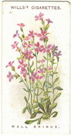 CHROMO WILLS'S CIGARETTES BRISTOL LONDON WALL ERINUS ALPINE FLOWERS ERINUS ALPINUS FLEURS DES ALPES PLANTES FLOWER - Wills