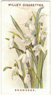 CHROMO WILLS'S CIGARETTES BRISTOL LONDON SNOWDROP OLD ENGLISH FLOWERS GALANTHUS NIVALIS FLEURS  PLANTES FLOWER - Wills