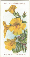 CHROMO WILLS'S CIGARETTES BRISTOL LONDON MONKEY FLOWER OLD ENGLISH GARDEN FLOWERS MIMULUS LUTEUS FLEURS PLANTES FLOWER - Wills