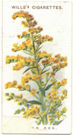 CHROMO WILLS'S CIGARETTES BRISTOL LONDON GOLDEN ROD OLD ENGLISH GARDEN FLOWERS SOLIDAGO CANADENSIS FLEURS PLANTES FLOWER - Wills