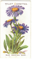 CHROMO WILLS'S CIGARETTES BRISTOL LONDON BLUE MOUNTAIN DAISY ALPINE FLOWERS FLEURS DES ALPES ASTER PLANTES FLOWER FLEUR - Wills