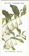 CHROMO WILLS'S CIGARETTES BRISTOL LONDON SOLOMON'S SEAL OLD ENGLISH FLOWERS POLYGONATUM FLEURS PLANTES FLOWER FLEUR - Wills