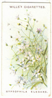 CHROMO WILLS'S CIGARETTES BRISTOL LONDON GYPSOPHILA ELEGANS ENGLISH FLOWERS FLEUR PLANTES FLOWER - Wills