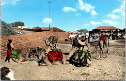 (2 H 23) Very OLD Postcard - Aden (now Called Yemen) Camels / Chameaux - Yémen