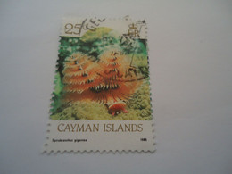 CAYMAN ISLANDS   USED   CORALS MARINE LIFE - Iles Caïmans