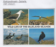 Falkland Islands Postcard Wildlife Of The Fakland Islands Unused (FL207) - Falkland Islands