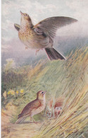 AT37 Birds - Skylark Bu George Rankin - Tuck Oilette - Oiseaux