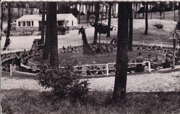 SAINT HILAIRE DE RIEZ(CAMP) ARBRE - Saint Hilaire De Riez