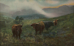 Highland Cattle At Arrochar - Tuck's Post Card - Bute