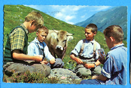 S335, Jeux De Jass Sur L'Alpe, Vache, Enfants, 2832, Photoglob Wehrli Zürich, Circulée 1965 - Cartes à Jouer