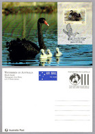 CISNE NEGRO - Cygnus Atratus - Black Swan. TM/MC Australia 1991 - Swans