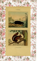 BUFFON Mammifères  Scherman  Ecureuil Commun   Gravure Ca 1830 Zoologie - Animals