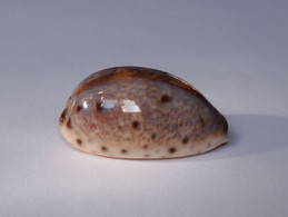 Cypraea Lynx - Coquillages