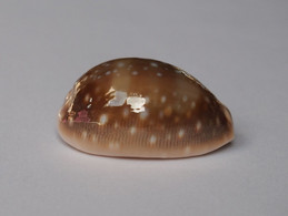 Cypraea Vitellus - Coquillages