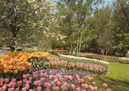 Keukenhof Flower Gardens, Lisse, Holland ! - Lisse