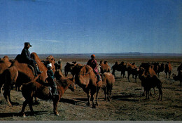 MONGOLIA SOUTH GOBI AIMAK A CAMEL BREEDER - Mongolië