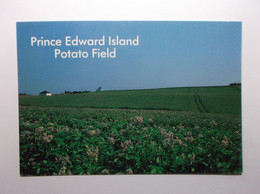 PRINCE EDWARD ISLAND    Potato Field - Other & Unclassified