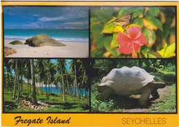 ILE DES SEYCHELLES - BORD DE MER - TORTUE  GEANTE - ANSE VICTORIN ET DU PARC - Seychellen
