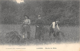 CPA 40 LANDES RECOLTE DU MILLET - Autres & Non Classés