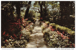 Alabama Mobile Azalea Lined Path In Bellingrath Gardens - Mobile