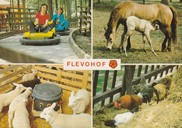 Netherlands Nederland - Flevohof Horses Sheep Go Carts Chickens - Sonstige & Ohne Zuordnung