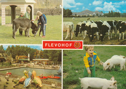 Netherlands Nederland - Flevohof Donkey Pig Cow - Altri & Non Classificati