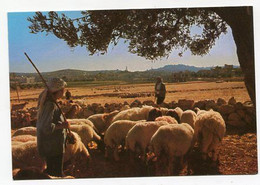 AK 047447 PALESTINE -  Bethlehem - Shepherd's Field - Palestine