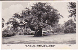 ANGLETERRE - ENGLAND - EDWINSTOWE - Sherwood Forest - The Major Oak - ARBRE CELEBRE - Other & Unclassified