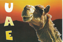 U.A.E Postkaart The Desert Ship Gebruikt (5943) - United Arab Emirates