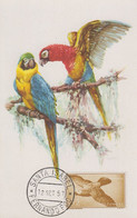 Carte  Maximum  GUINEE  ESPAGNOLE    Perroquet   1957 - Parrots