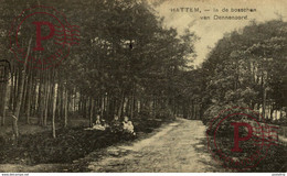 HATTEM IN DE BOSSCHEN VAN DENNENOORD - Hattem