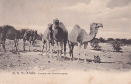 NAMIBIE(SCHUTZTRUPPE) CHAMEAU - Namibie