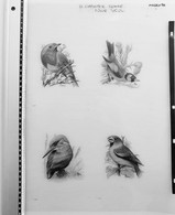 Oiseaux D'André BUZIN - Planche D'impression ORIGINALE COB 2189/90 , 2223 Et 2240 - Calque 40x30cm - Genèse - Essai - 1985-.. Uccelli (Buzin)