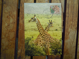 OCB Nr 4349 Fauna Giraf Girafe  Zoo    Carte Maximum - 2011-..