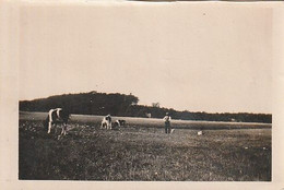 Foto Mann Mit Hund Und Kühen - Ca. 1920 - 8*5cm (60159) - Ohne Zuordnung