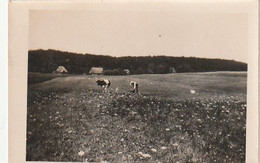 Foto Mann Mit Hund Und Kuh Auf Dem Feld - Ca. 1920 - 8*5cm (60160) - Non Classés