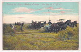 Cutting Grain In Western Canada ! - Other & Unclassified