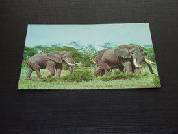 44789-                 ELEPHANTS - Elefanti