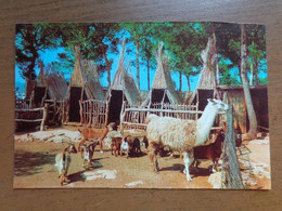 Zoo, Dierenpark, Tierpark / Auto & Foto Safari Ruhe - Mallorca --> Unwritten (cards Are Cutted) - Altri