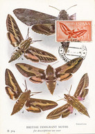 Maximum Card ( Same Stamp As The Card) Sahara Espagnol British Immigrant Moths Butterfly . Papillon Hawk Villa Cisneros - Western Sahara