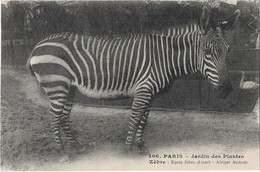 Animaux -    Paris   75005  Jardin  Des Plantes    -  Zebre  Afrique Australe - Zebras